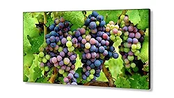 SHARP NEC-X555UNV-TMX9P