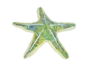 Bulk Buys DD315 - Wild Republic Glittering Green Plush Starfish Toy