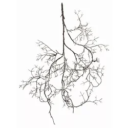 Melrose International-81270DS