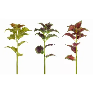 Melrose International 70450DS - Set of 12 Decorative Coleus Stems, 23H, Faux Plant