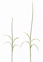 Melrose International-78635DS