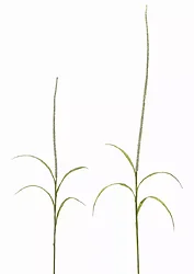 Melrose International-78635DS