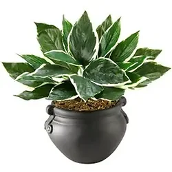 Glolite Nudell LLC-NUD T7960