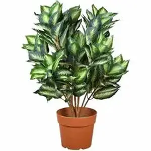 National Tree Company NLT 729083600357 - National Tree Hosta Topiary Plan - 30" Tall - Hosta - Topiary - Pot1 Each