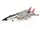 JCW-72-F14-015