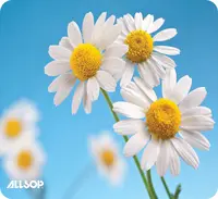 Allsop-31420