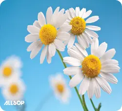 Allsop-31420